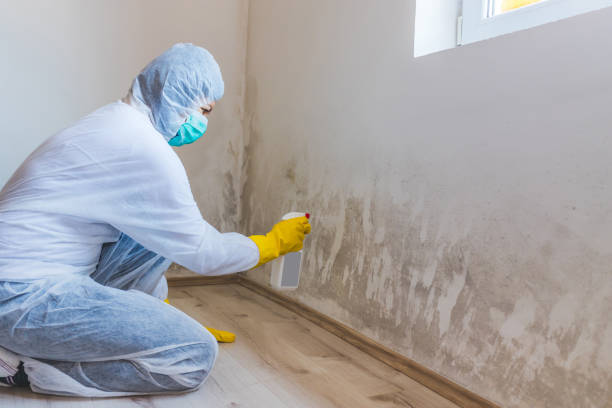 Mold Remediation specialist working in Roselle Park